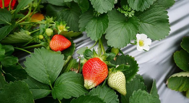 職場：團隊執行力太差，這4點關鍵原因你有注意到嗎？